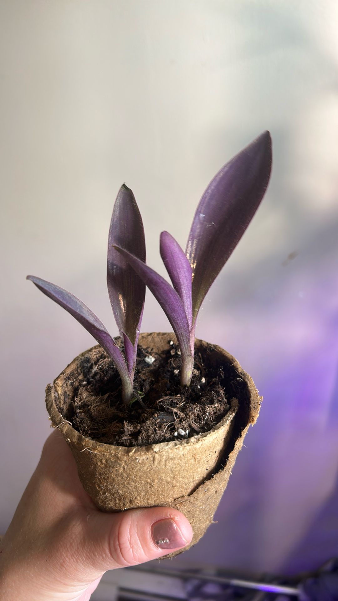 Purple Heart