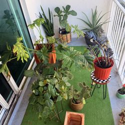 PLANTS, POTTERS, PLANT STANDS!!!