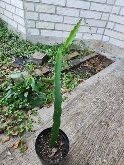 Dragon fruit clippings