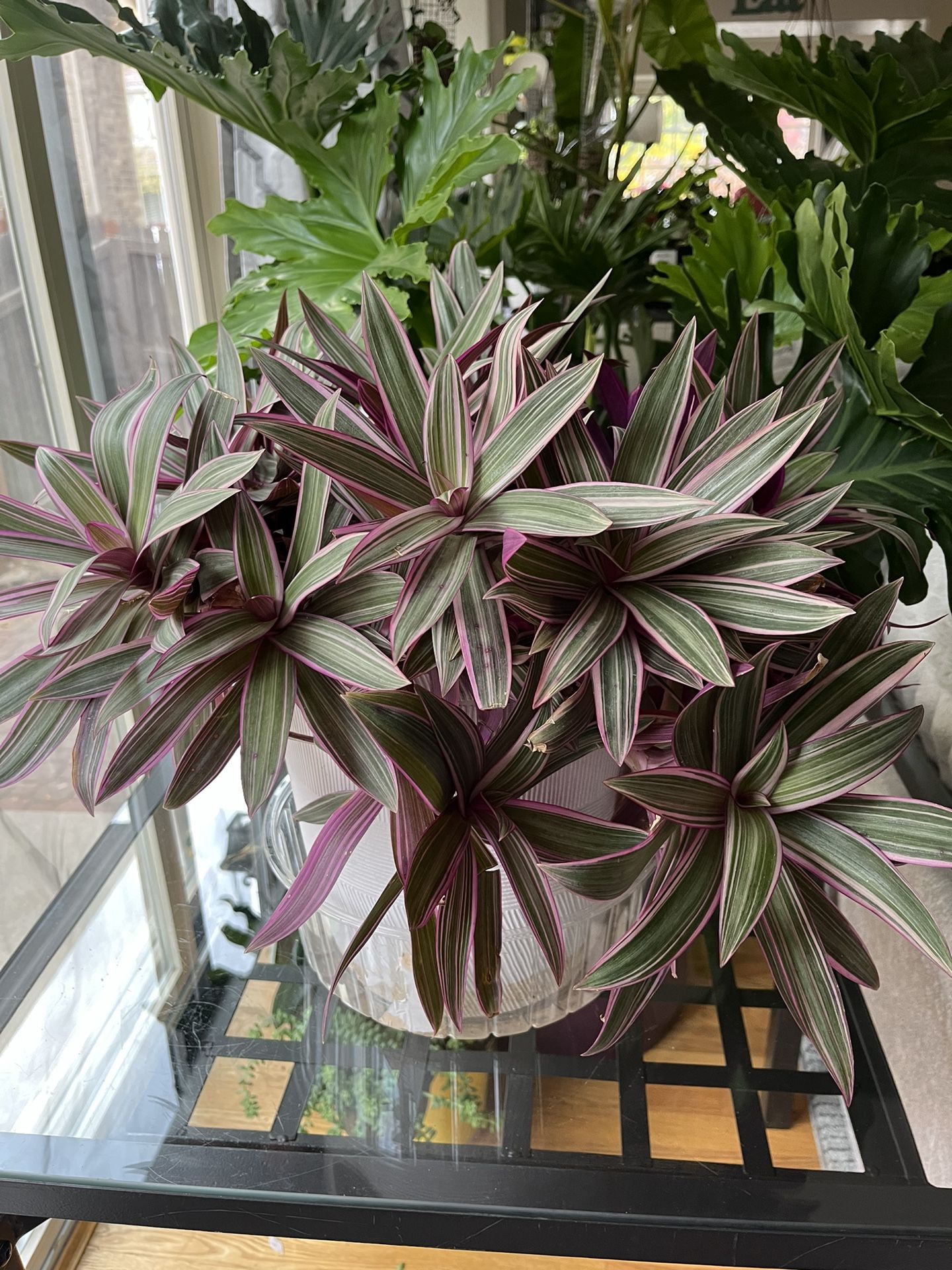Plants