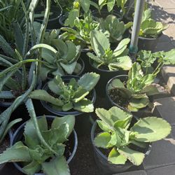 Kalanchoe plants ready for transplanting, medicinal spider plant, $15 each
