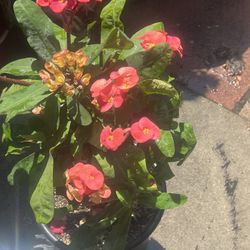 Planta Corona De Cristo.