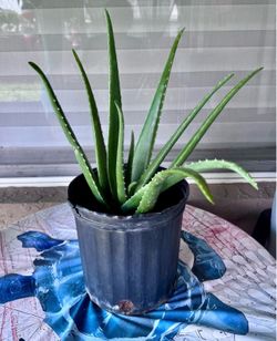ORGANIC ALOE VERA 22” H $10