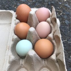 Organic Farm Pasture Eggs