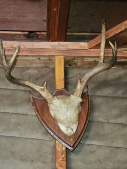 Deer antlers with plaque