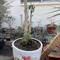 Eastern Redbud Flower Tree