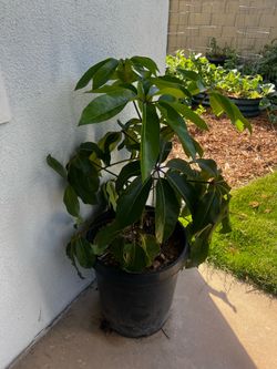 Large schefflera