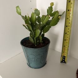 Houseplant Thanksgiving Cactus