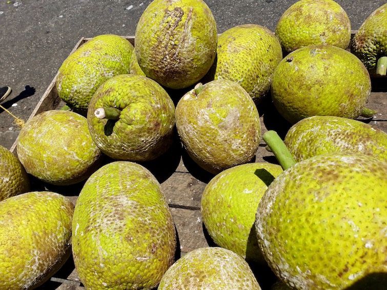 Breadfruit Tree for Sale in Lake Clarke, FL OfferUp