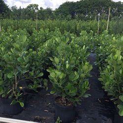 7 Gallon Clusia Plants 