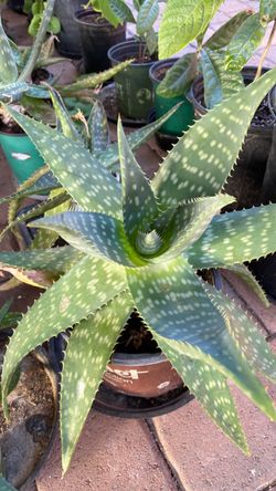 Aloe vera plant in 1.5 gallon pot