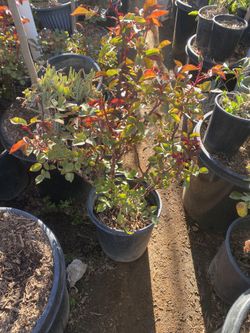 Roses 5 Gallon $13 Each