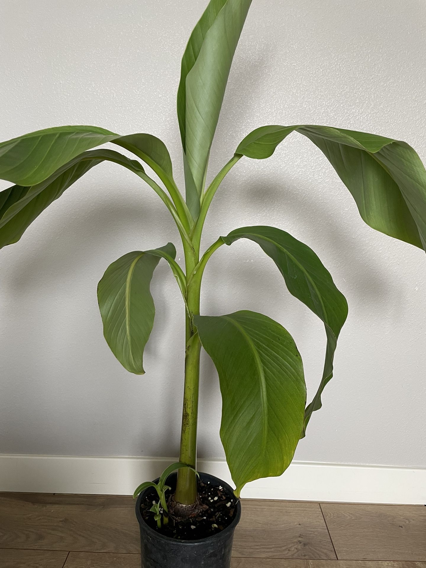 Banana Tree #20