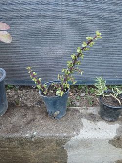 Plantita