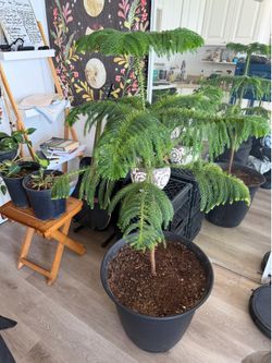 Norfolk Pine