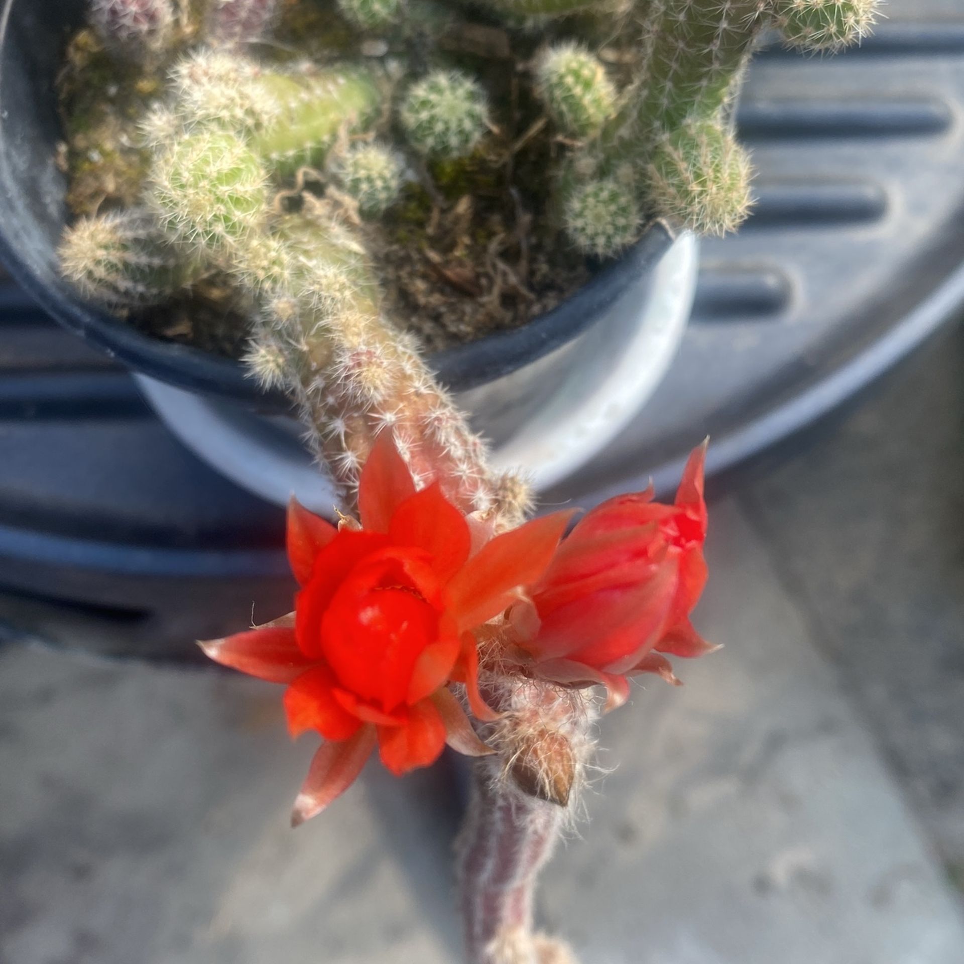 Peanut Cactus Blooming Plant