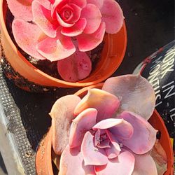 Succulents Plants Variegated Echeveria Rainbow 1 Pink Witch  Pick Up In Upland California 