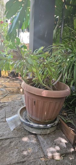 Real Planta $5.00 Dollares