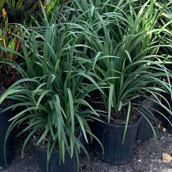 3gal Liriope
