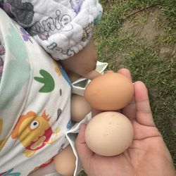 Fresh Eggs