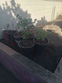 Meyer lemon tree and eureka