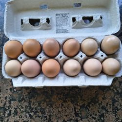 Fresh organic eggs