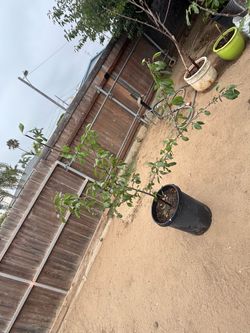 Apricot tree.   Chabacano