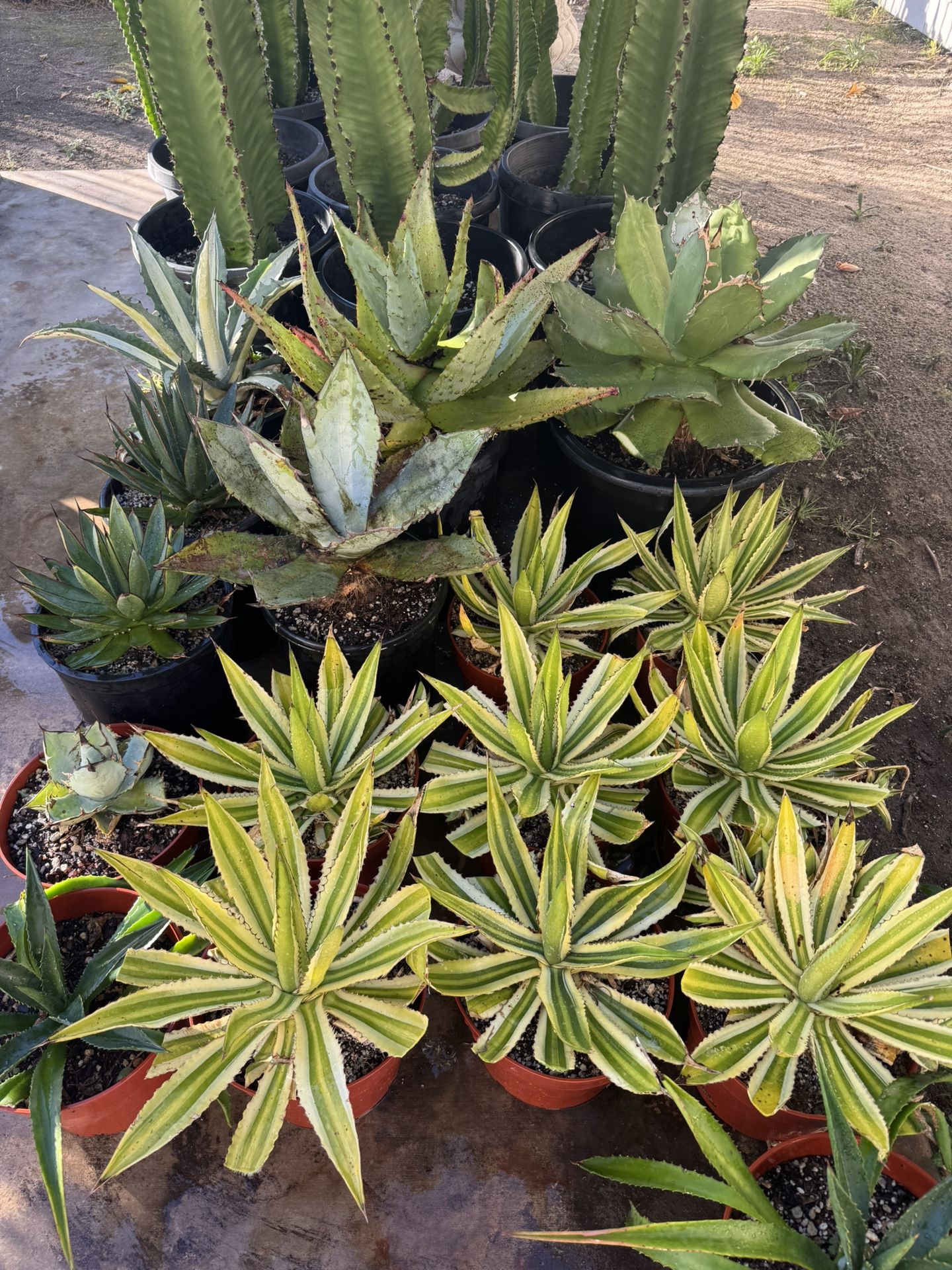 Succulent Agave Plants 