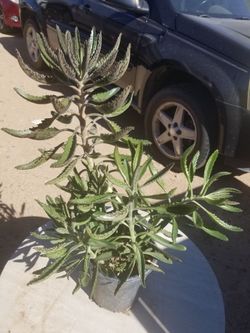 Planta Medisinal 