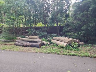 Free ash and cherry uncut firewood