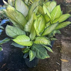 Dieffenbachia Marianne & Tropic Snow In 3 gls Pot. SPECIAL PRICE 🤩