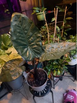 Elephant Ear Alocasia Yucatán princess