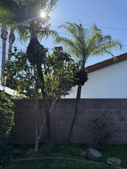 Free Palm Trees