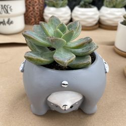 Succulent In A Pot