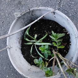 Hanging Basket With Spider Plant And Succulent 
