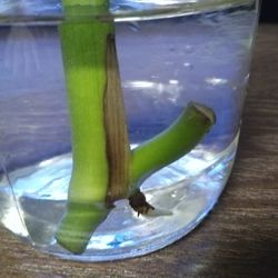Monstera Delisiosa Cutting 