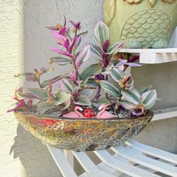 Indoor Or Outdoor plant In A Nice Pot 