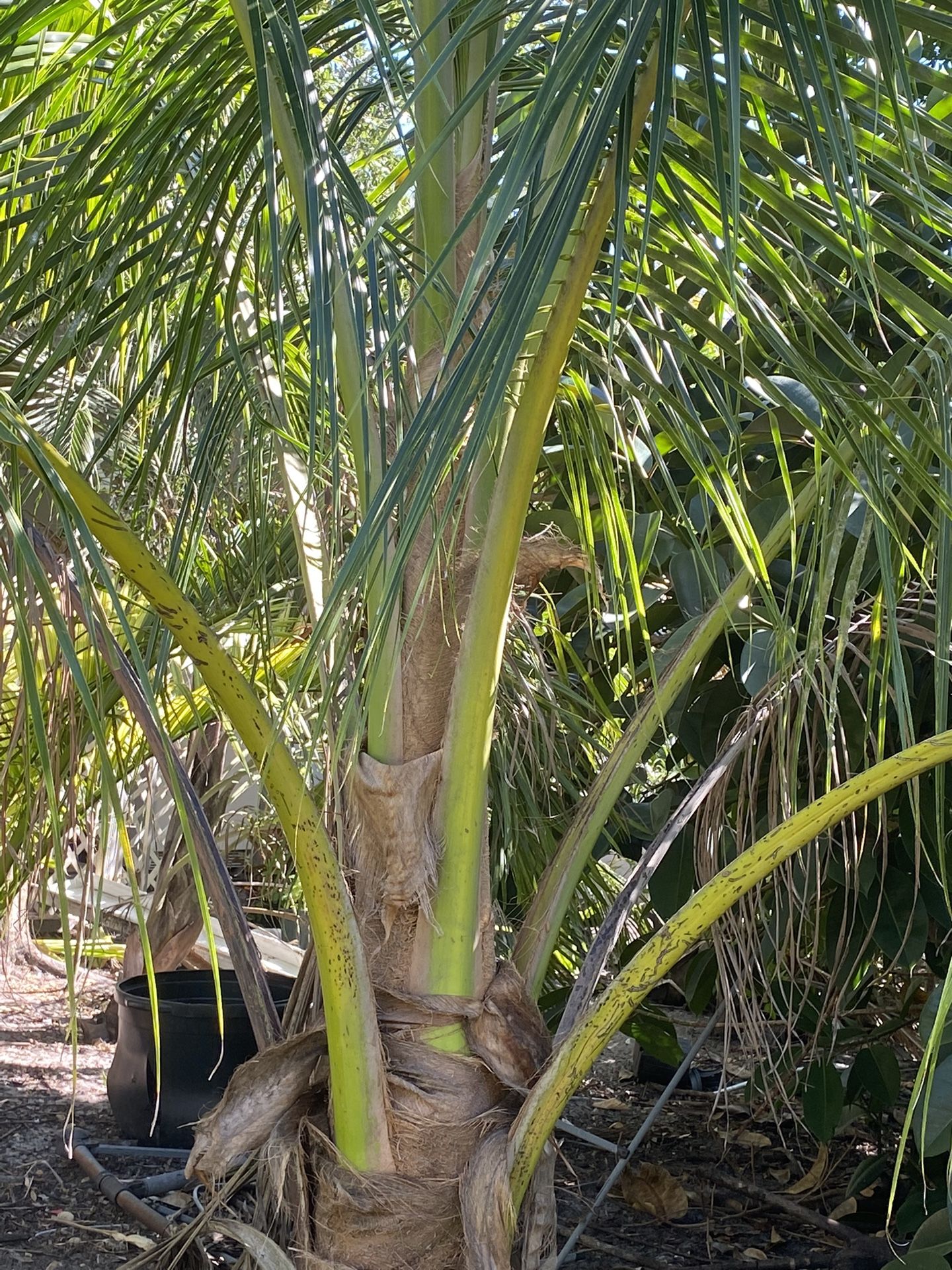 Cocos nucifera …. Malayan Green Yellow N gold .. 