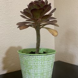 Succulent In A Pot