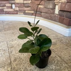 Hoya Plant In 6” Pot