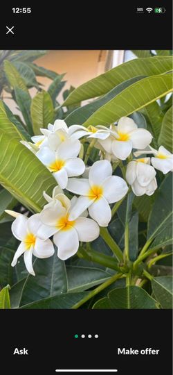 PLUMERIAS CUTTING