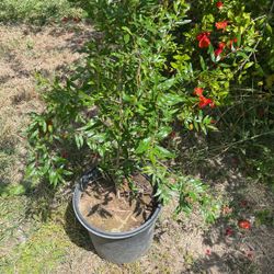 Pomegranate Tree
