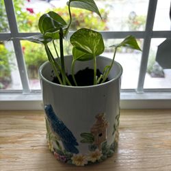 Pothos And Decorative Ceramic Pot