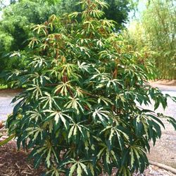 Variegated  Cassava  Plant  3gal 