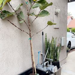 Fig Tree