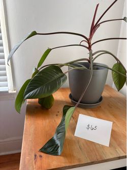 Red Congo Philodendron