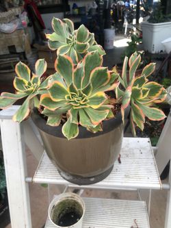 Suculenta