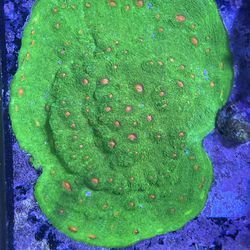 Aquarium Reef Tank Coral Emerald 3g Mummy Eye Chalice