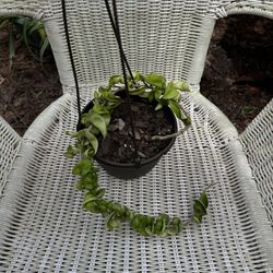 Hoya Compacta “Hindu Rope” 6” Pot / Rare Tropical Houseplant, Perfect Mothers Day Gift