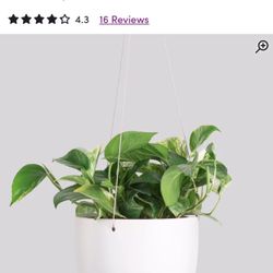 Peach and pebble hanging plant containers planter pot large and small